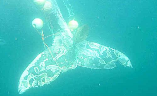 The juvenile humpback struggles with the entanglement on its fluke. The juvenile humpback struggles with the entanglement on its fluke.